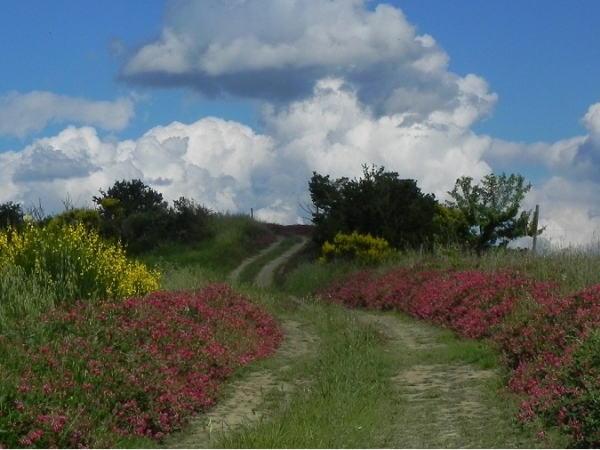 Via Francigena tappa 36